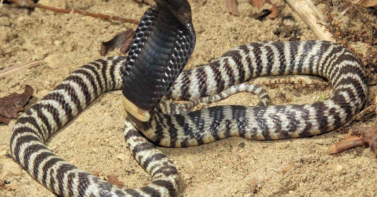 Snapshot of the intriguing Zebra Spitting Cobra, scientifically named Naja nigricincta.