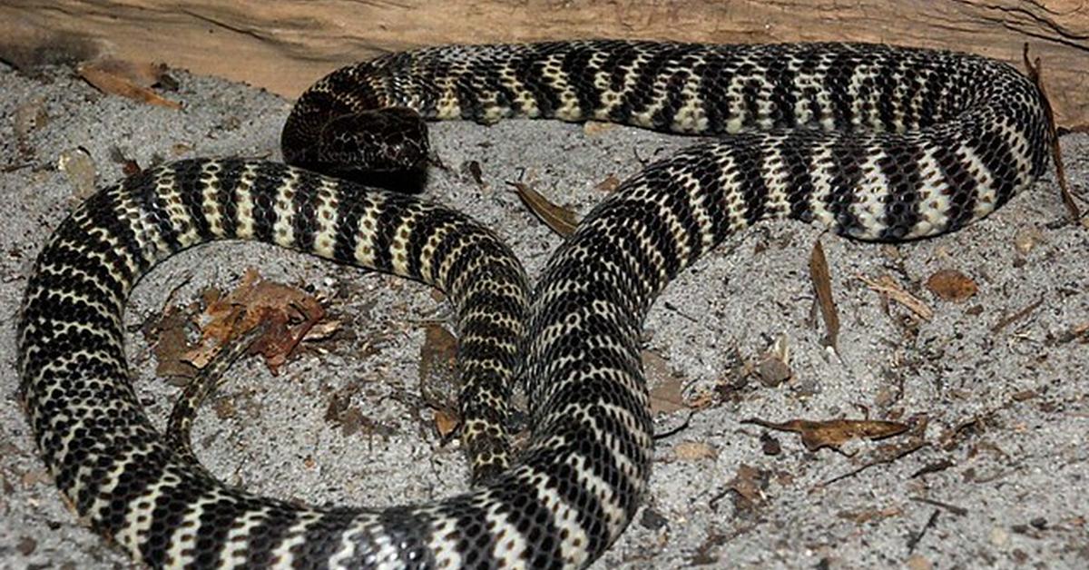 Natural elegance of the Zebra Spitting Cobra, scientifically termed Naja nigricincta.