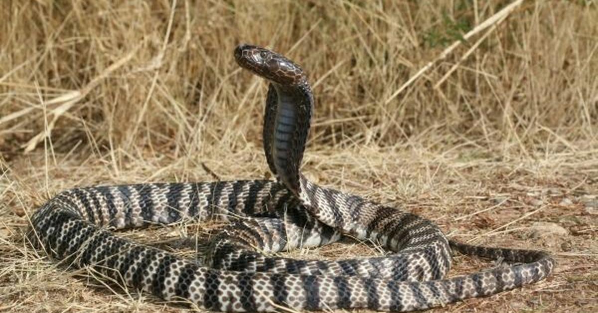 Photogenic Zebra Spitting Cobra, scientifically referred to as Naja nigricincta.