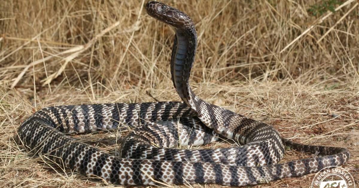 The fascinating Zebra Spitting Cobra, scientifically known as Naja nigricincta.