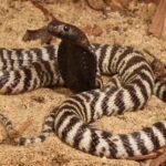 Enchanting Zebra Spitting Cobra, a species scientifically known as Naja nigricincta.