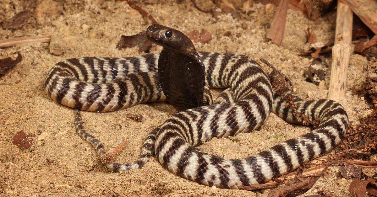 Enchanting Zebra Spitting Cobra, a species scientifically known as Naja nigricincta.