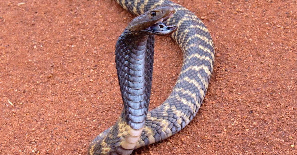 Close encounter with the Zebra Snake, scientifically called Naja nigricincta.