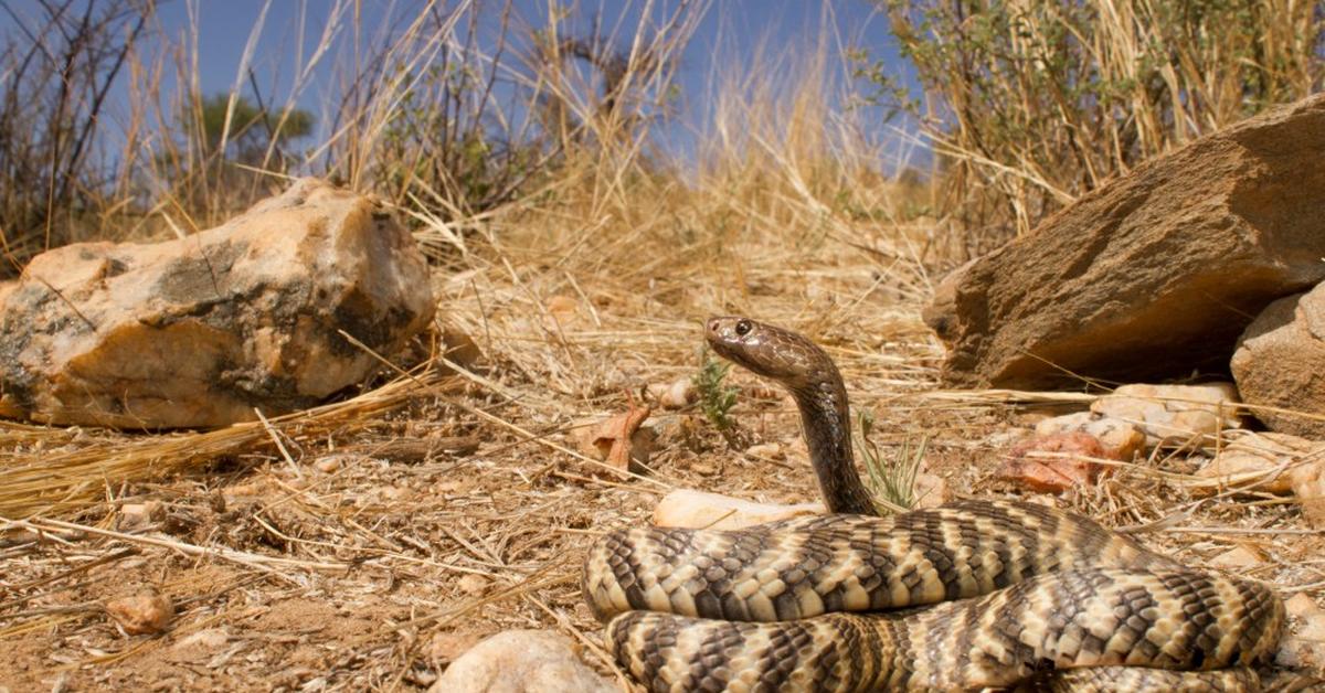 Photograph of the unique Zebra Snake, known scientifically as Naja nigricincta.