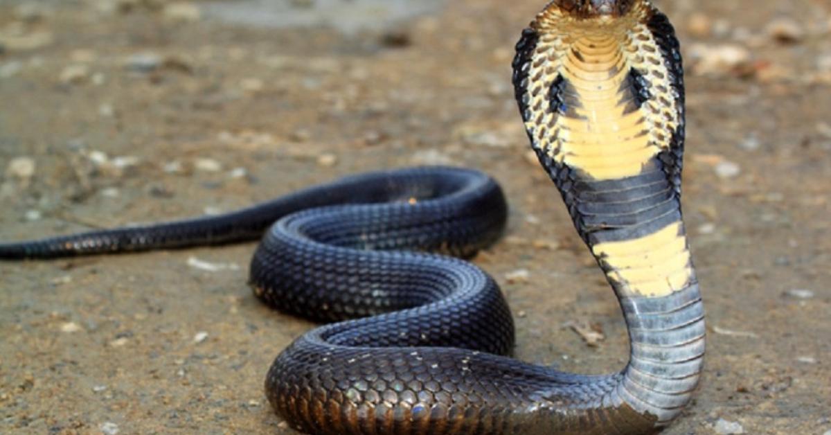 Graceful Zebra Snake, a creature with the scientific name Naja nigricincta.