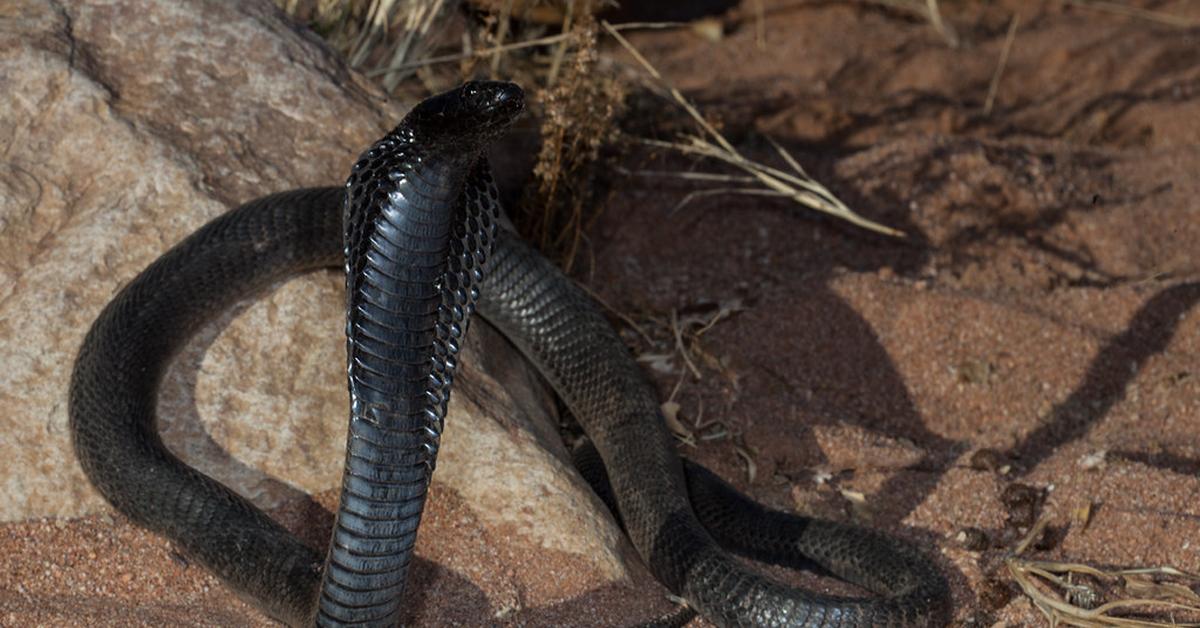 Visual representation of the Zebra Snake, recognized in Indonesia as Ular Zebra.