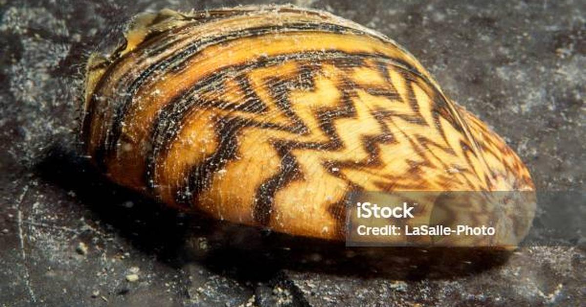 The remarkable Zebra Mussels (Dreissena polymorpha), a sight to behold.