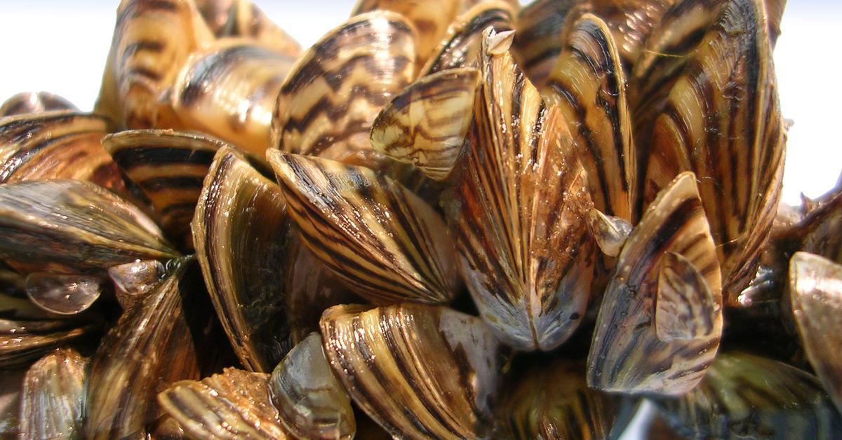 Image showcasing the Zebra Mussels, known in Indonesia as Kerang Zebra.