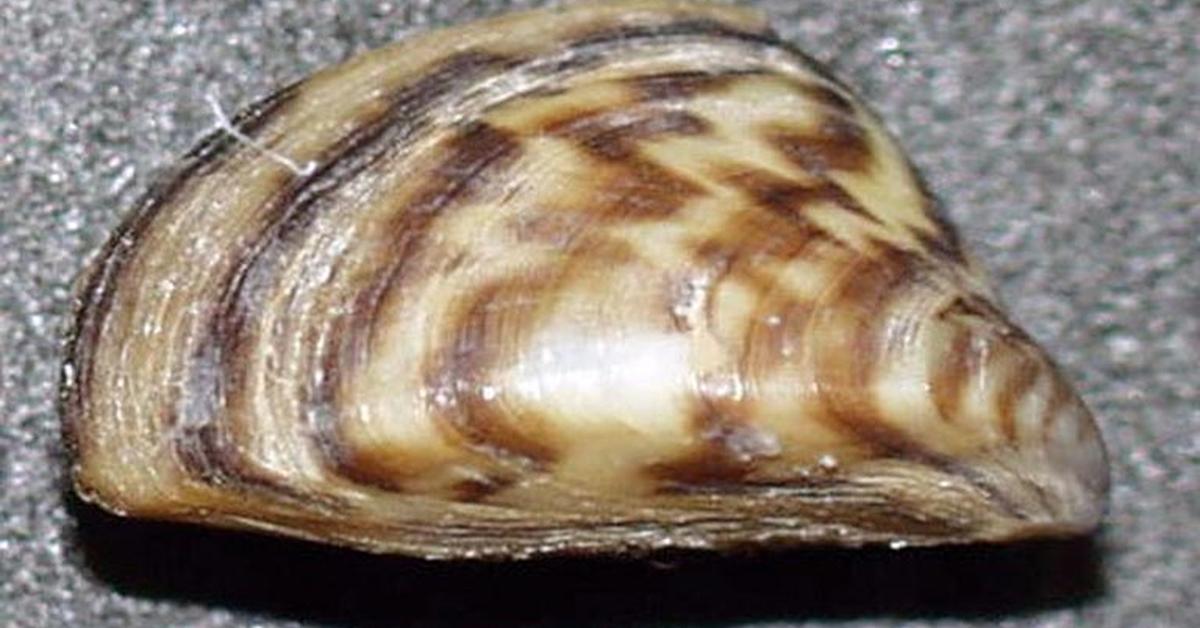 Graceful Zebra Mussels, a creature with the scientific name Dreissena polymorpha.