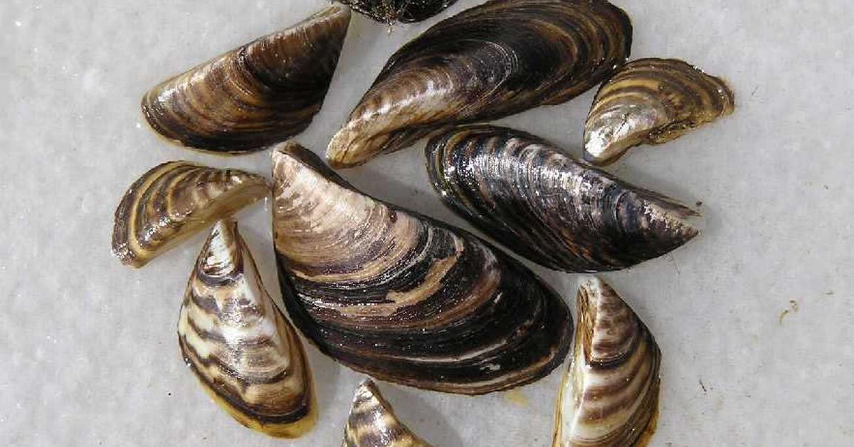 Detailed shot of the Zebra Mussels, or Dreissena polymorpha, in its natural setting.