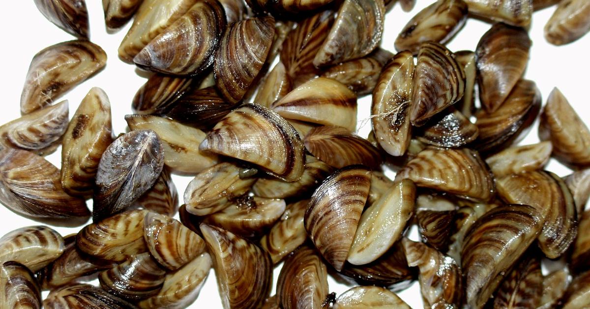 Glimpse of the Zebra Mussels, known in the scientific community as Dreissena polymorpha.