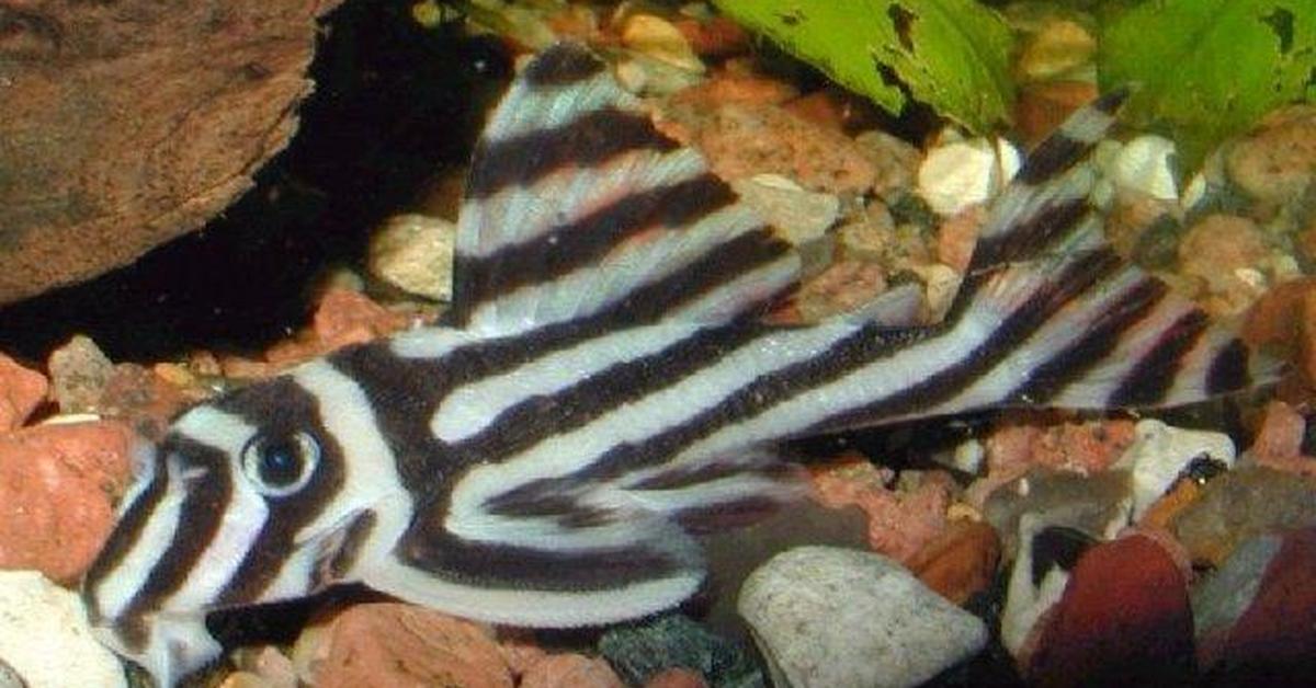 Captured beauty of the Zebra Pleco, or Hypancistrus zebra in the scientific world.