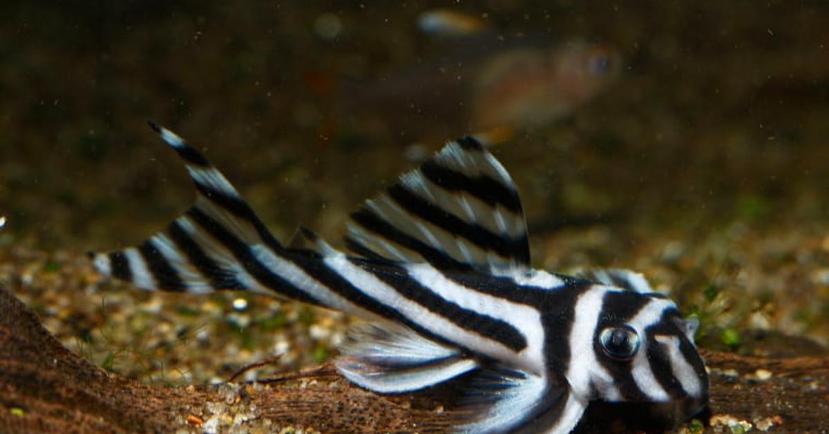 Iconic view of the Zebra Pleco, or Hypancistrus zebra, in its habitat.