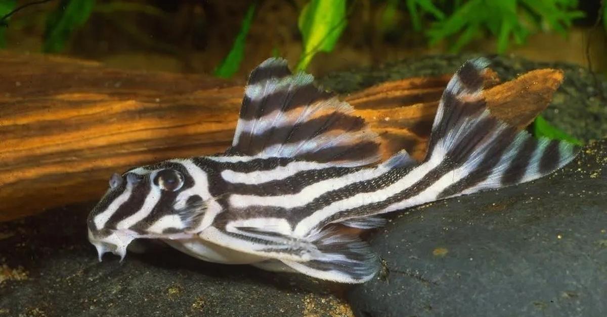 Detailed shot of the Zebra Pleco, or Hypancistrus zebra, in its natural setting.