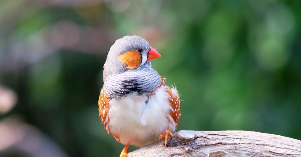 Picture of Zebra Finch, known in Indonesia as Burung Sintar.