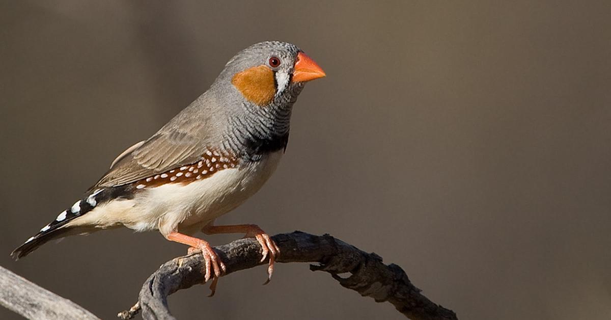 Image showcasing the Zebra Finch, known in Indonesia as Burung Sintar.