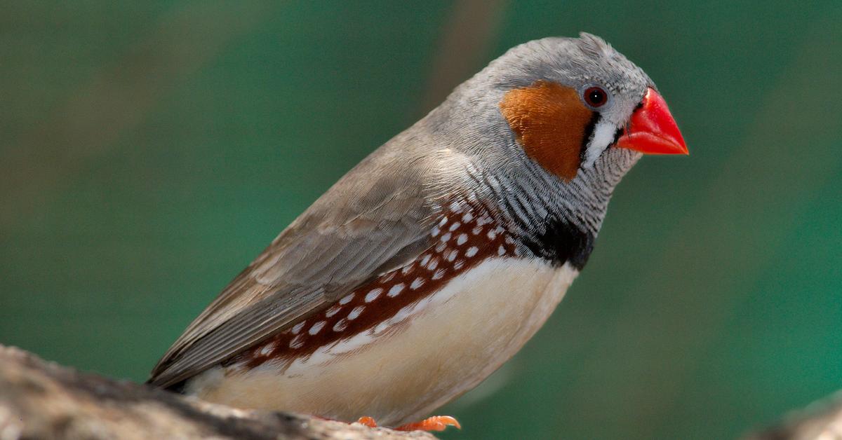 Picture of Zebra Finch, known in Indonesia as Burung Sintar.