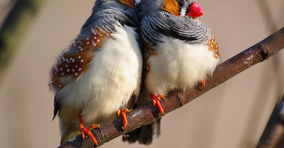 The alluring Zebra Finch, commonly referred to as Burung Sintar in Bahasa Indonesia.