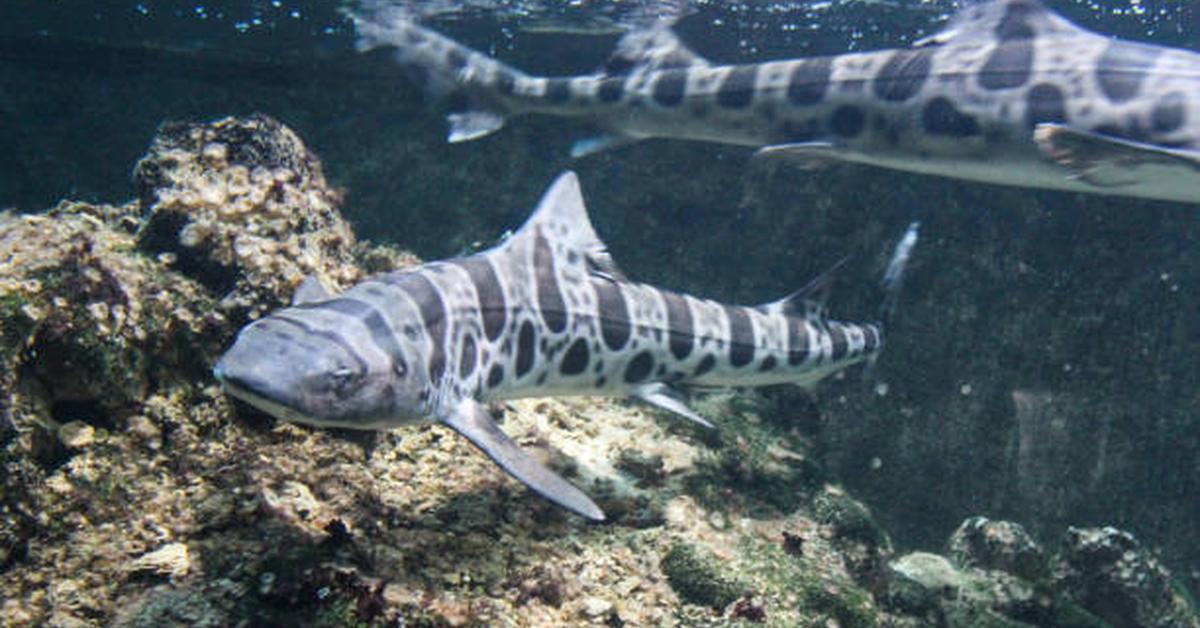 Elegant Zebra Shark in its natural habitat, called Hiu Zebra in Indonesia.