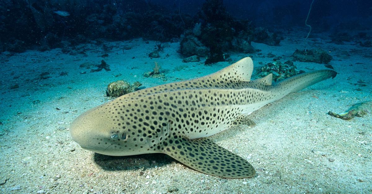 Visual of Zebra Shark, or Hiu Zebra in Indonesian, showcasing its beauty.