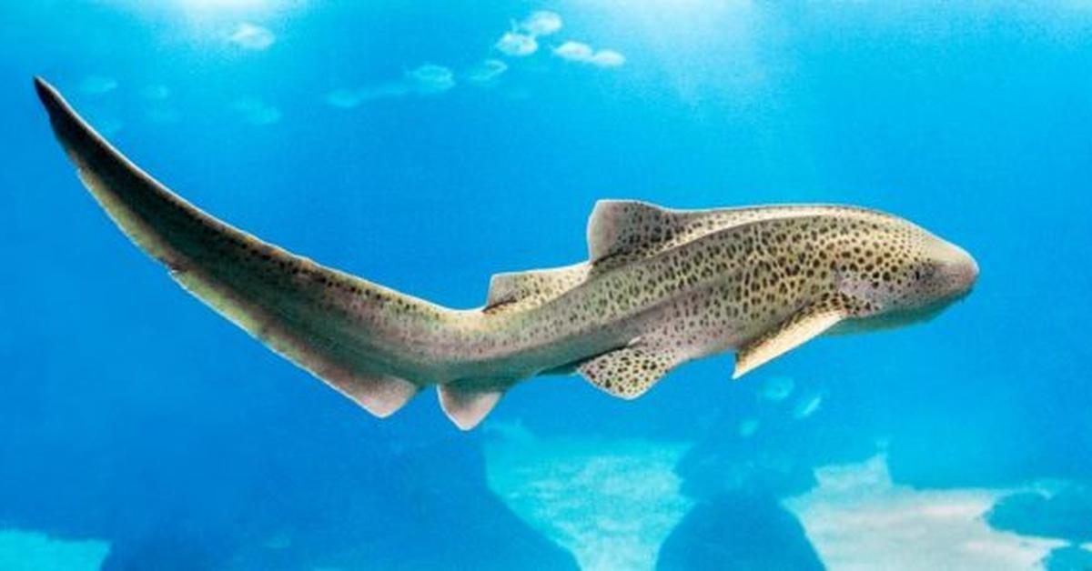 Elegant portrayal of the Zebra Shark, also known as Stegostoma Fasciatum.