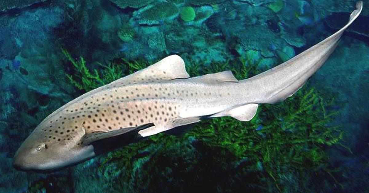 Engaging shot of the Zebra Shark, recognized in Indonesia as Hiu Zebra.