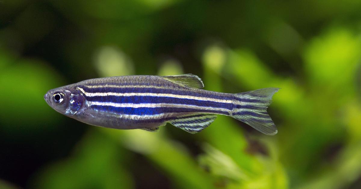 The Zebrafish, a beautiful species also known as Ikan Zebra in Bahasa Indonesia.