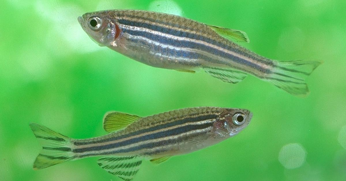 Visual of Zebrafish, or Ikan Zebra in Indonesian, showcasing its beauty.