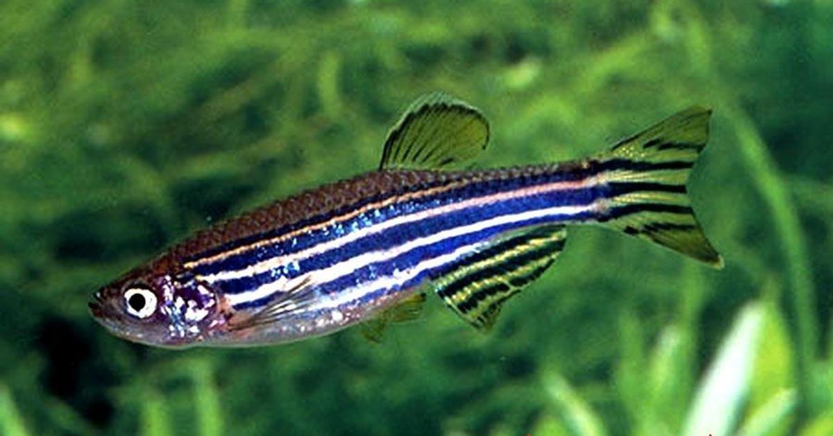 Natural elegance of the Zebrafish, scientifically termed Danio rerio.