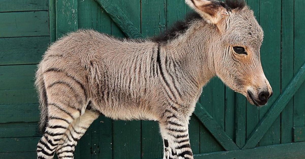 Distinctive Zonkey, in Indonesia known as Zonki, captured in this image.