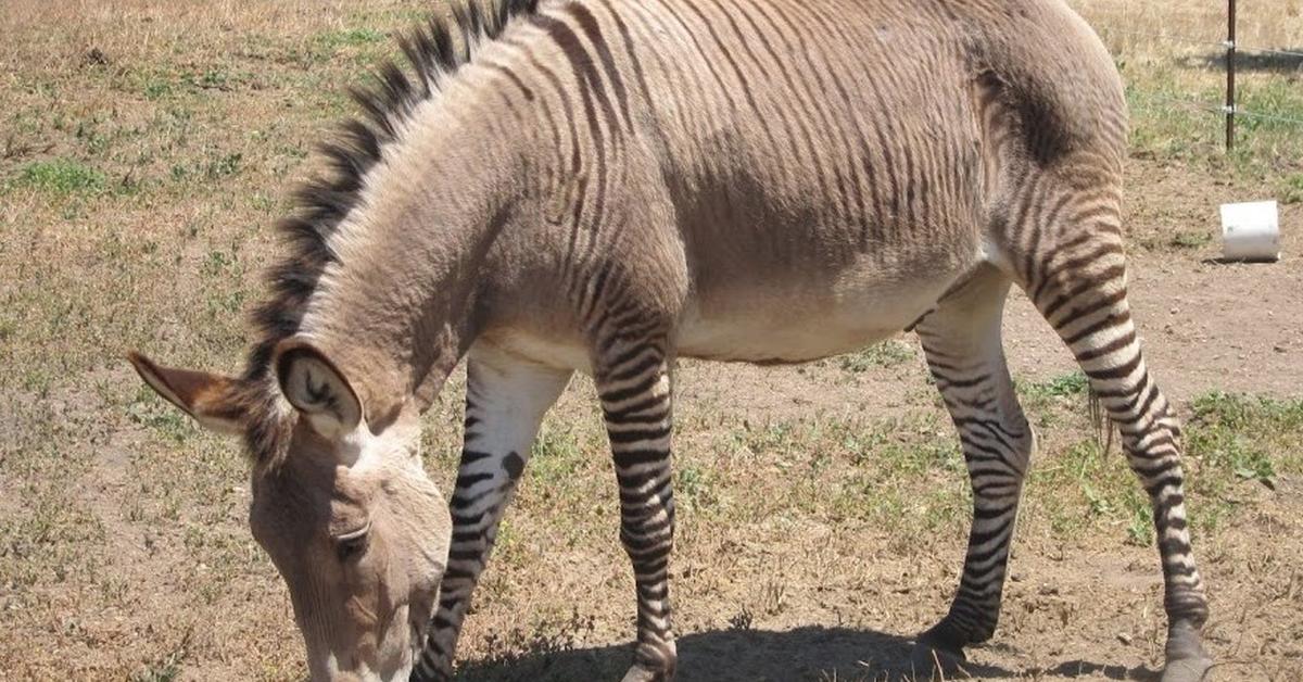 Photograph of the unique Zonkey, known scientifically as Equus zebra x Equus asinus.