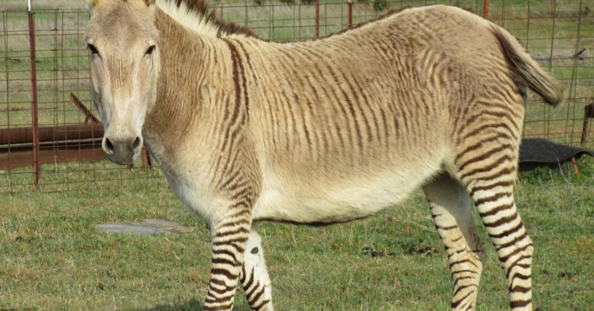 Captivating view of the Zonkey, known in Bahasa Indonesia as Zonki.