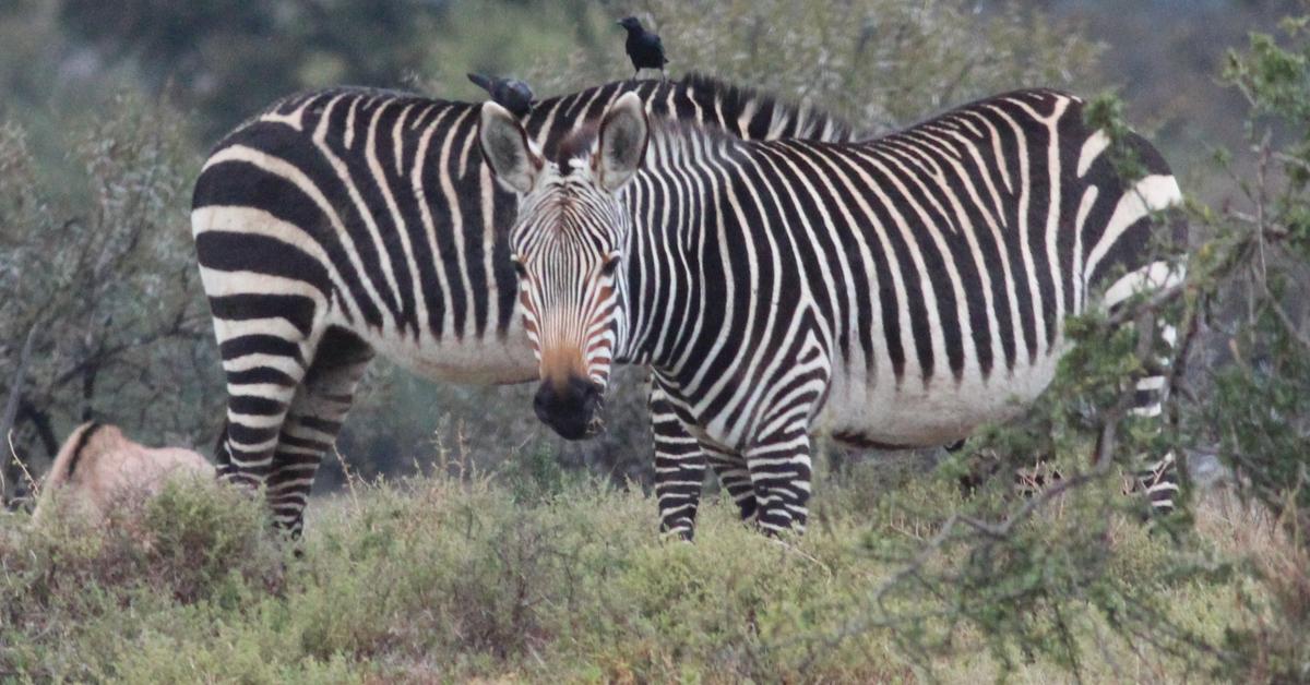 Close-up view of the Zebra, known as Zebra in Indonesian.