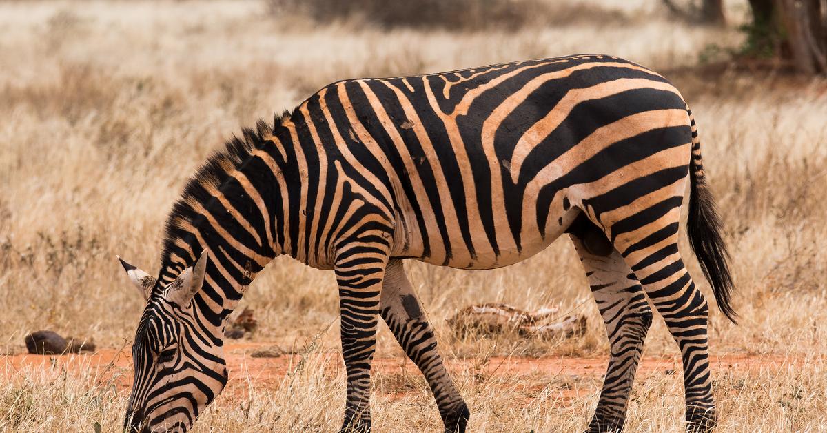 The Zebra, a beautiful species also known as Zebra in Bahasa Indonesia.