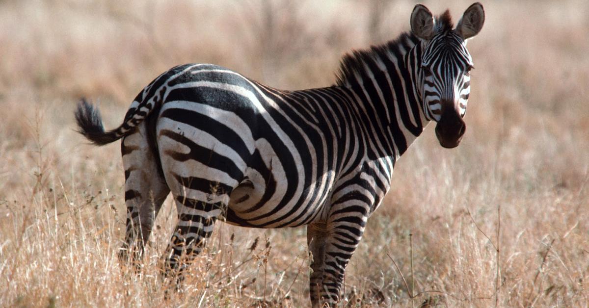 Detailed shot of the Zebra, or Equus zebra, in its natural setting.