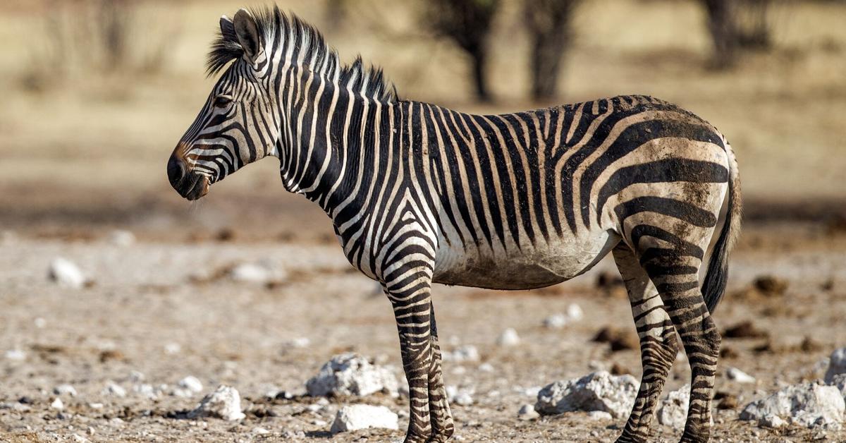 The Zebra in its natural beauty, locally called Zebra.