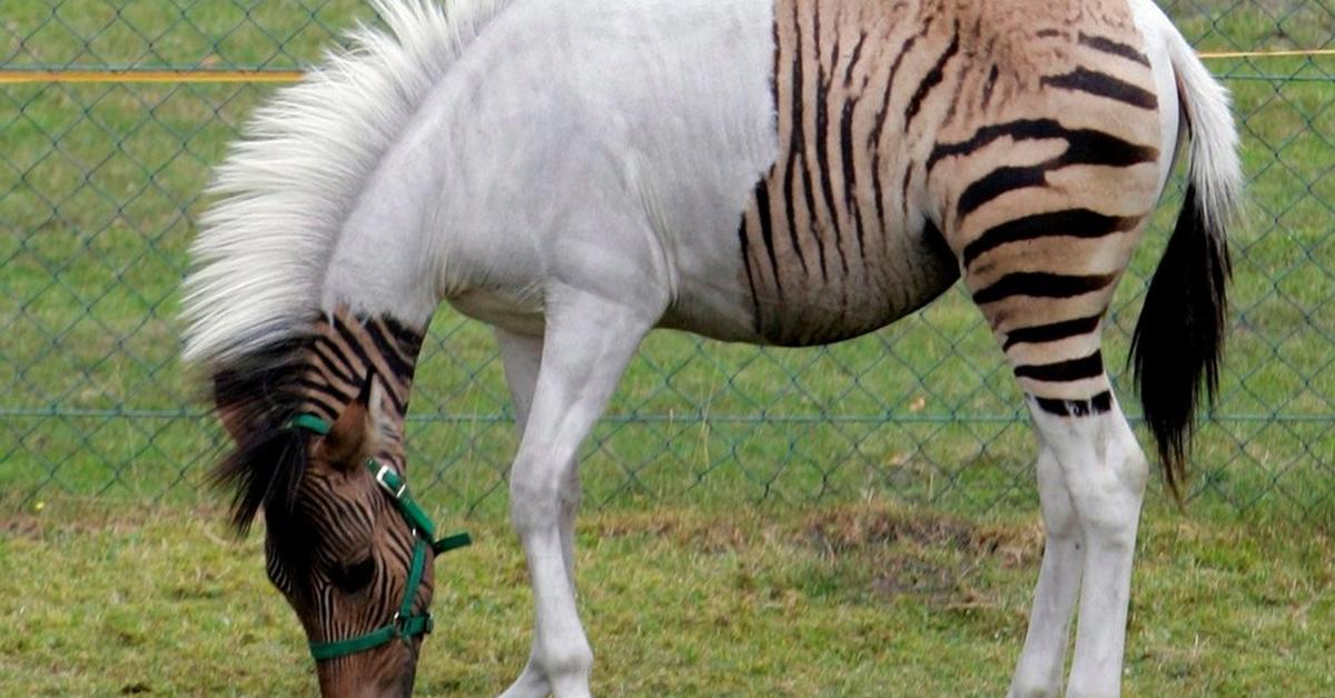 Exquisite image of Zorse, in Indonesia known as Kuda Zebra.