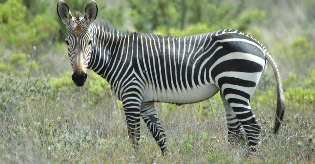 The Zorse, an example of Equus zebra x Equus caballus, in its natural environment.