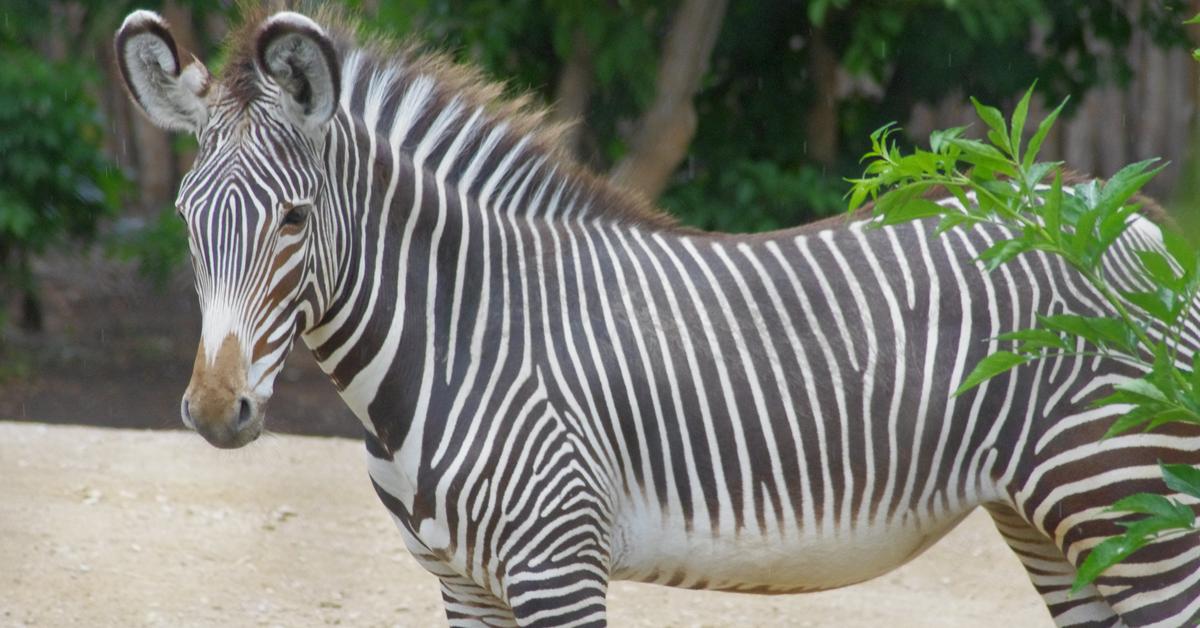 Glimpse of the Zorse, known in the scientific community as Equus zebra x Equus caballus.