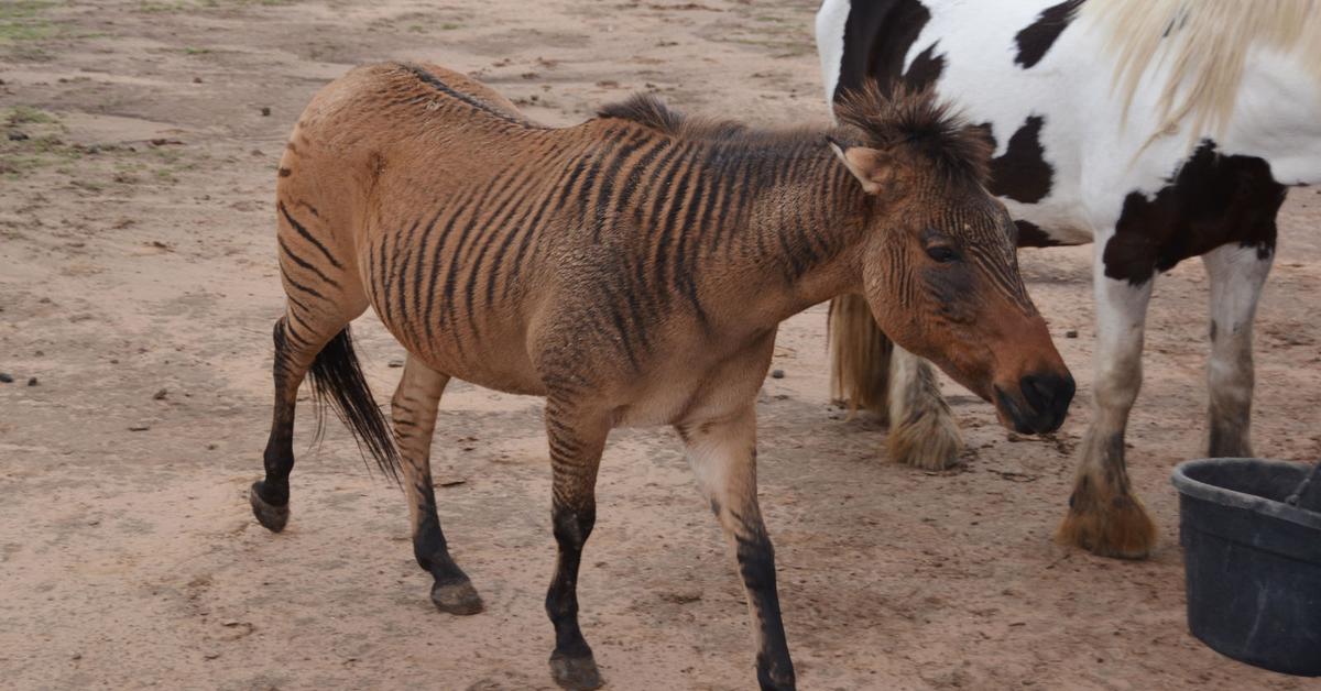 Stunning depiction of Zorse, also referred to as Equus zebra x Equus caballus.