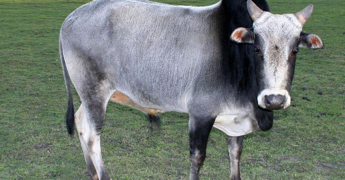 Engaging shot of the Zebu, recognized in Indonesia as Zebu.