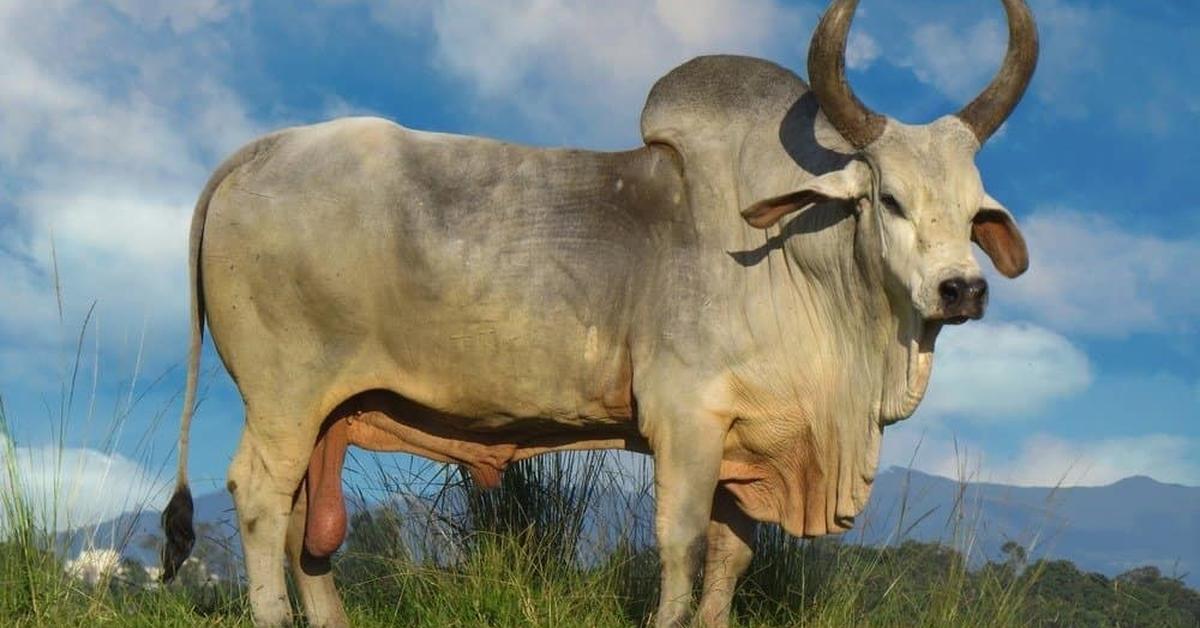 Captured moment of the Zebu, in Indonesia known as Zebu.