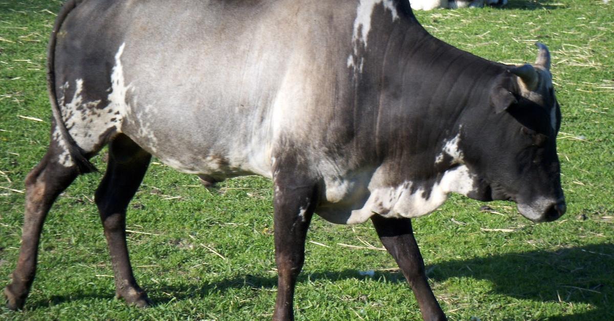 Detailed shot of the Zebu, or Bos taurus indicus, in its natural setting.