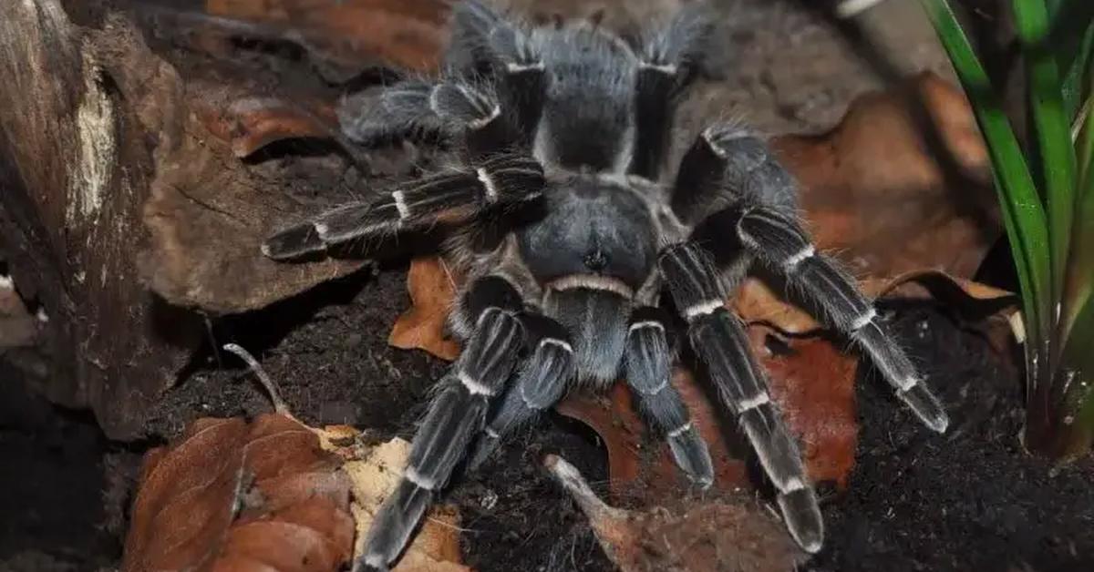 A beautiful representation of the Zebra Tarantula, scientifically Aphonopelma seemanni.