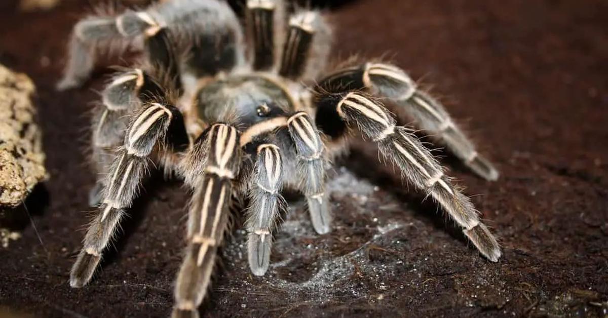 Vivid image of the Zebra Tarantula, or Laba-laba Zebra in Indonesian context.