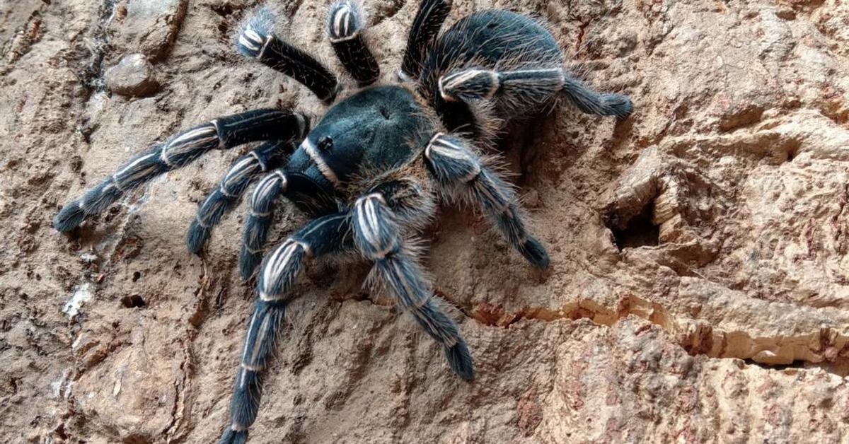 The remarkable Zebra Tarantula (Aphonopelma seemanni), a sight to behold.