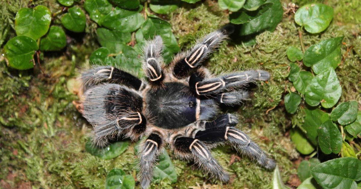 The Zebra Tarantula, an example of Aphonopelma seemanni, in its natural environment.